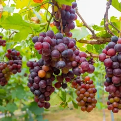 Druivenplant - Set van 3 - Vitis vinifera 'pinot gris' - Hoogte 25-40cm - ⌀9cm