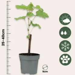 Druivenplant - Set van 3 - Vitis vinifera 'pinot gris' - Hoogte 25-40cm - ⌀9cm
