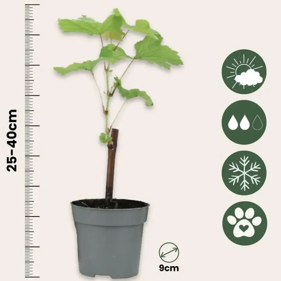 Druivenplant - Set van 3 - Vitis vinifera 'pinot gris' - Hoogte 25-40cm - ⌀9cm