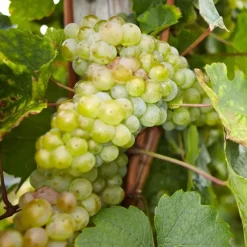 Druivenplant - Set van 3 - Vitis vinifera - Hoogte 25-40cm - ⌀9cm