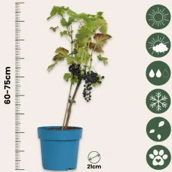 Druivenplant - Vitis vinifera ‘Nero’ - Hoogte 60-75cm - ⌀21cm