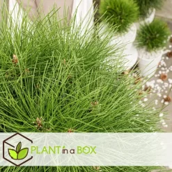Dwergden - Pinus 'Summer Breeze' - Hoogte 70-80cm - ⌀24cm