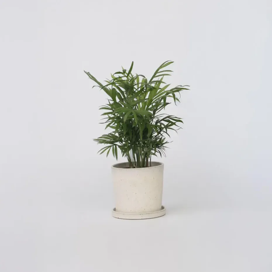 Dwergpalm - Chamaedorea elegans - Hoogte 30-40cm - ⌀12cm
