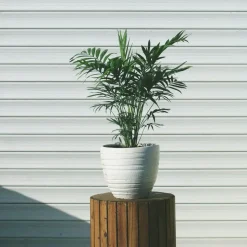 Dwergpalm - Chamaedorea elegans - Hoogte 30-40cm - ⌀12cm