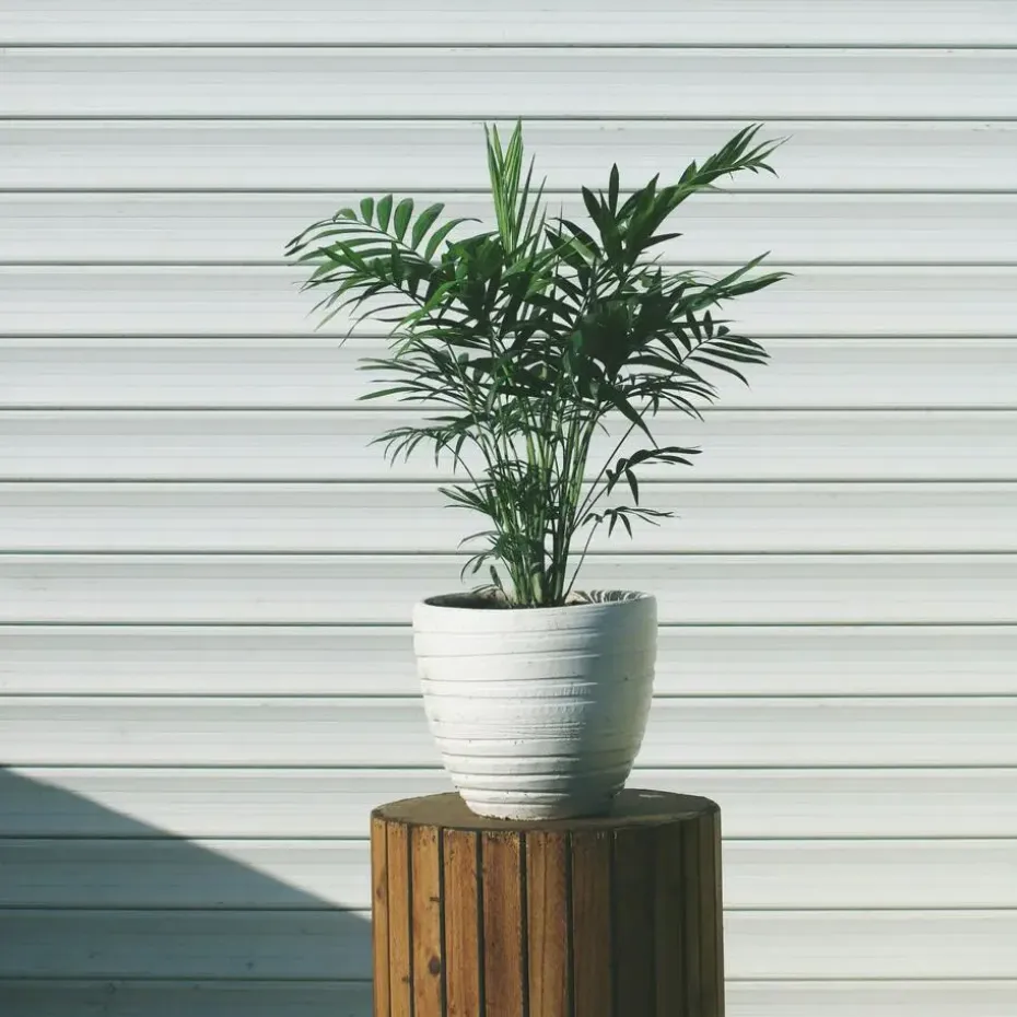 Dwergpalm - Chamaedorea elegans - Hoogte 30-40cm - ⌀12cm