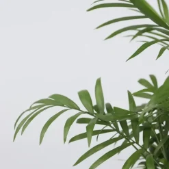 Dwergpalm - Chamaedorea elegans - Hoogte 30-40cm - ⌀12cm