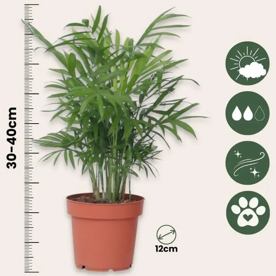 Dwergpalm - Chamaedorea elegans - Hoogte 30-40cm - ⌀12cm