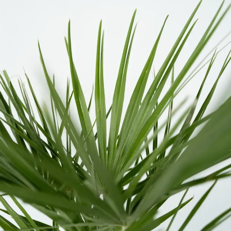 Dwergpalm - Chamaerops humilis - Hoogte 70-80cm - ⌀21cm