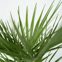 Dwergpalm - Chamaerops humilis - Hoogte 70-80cm - ⌀21cm