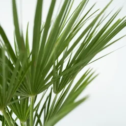 Dwergpalm - Chamaerops humilis - Hoogte 70-80cm - ⌀21cm