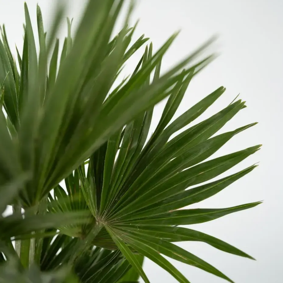 Dwergpalm - Chamaerops 'Vulcano' - Hoogte 35-45cm - ⌀19cm