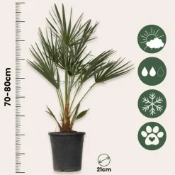 Dwergpalm - Set van 2 - Chamaerops humilis - Hoogte 70-80cm - ⌀21cm