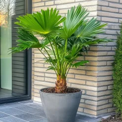Dwergpalm - Set van 2 - Chamaerops humilis - Hoogte 70-80cm - ⌀21cm