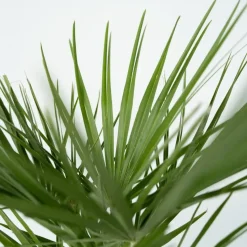 Dwergpalm - Set van 2 - Chamaerops humilis - Hoogte 50-60cm - ⌀15cm
