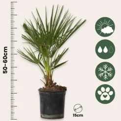 Dwergpalm - Set van 2 - Chamaerops humilis - Hoogte 50-60cm - ⌀15cm