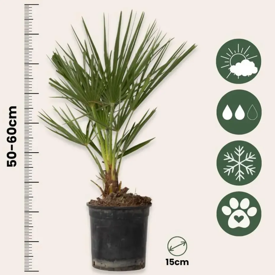 Dwergpalm - Set van 2 - Chamaerops humilis - Hoogte 50-60cm - ⌀15cm