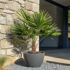 Dwergpalm - Set van 2 - Chamaerops humilis - Hoogte 50-60cm - ⌀15cm