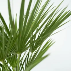 Dwergpalm - Set van 2 - Chamaerops humilis - Hoogte 50-60cm - ⌀15cm