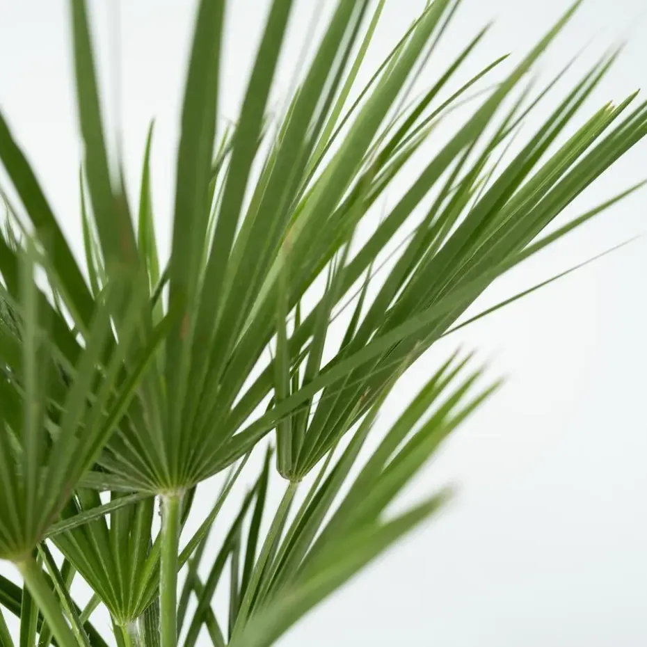 Dwergpalm - Set van 2 - Chamaerops humilis - Hoogte 50-60cm - ⌀15cm