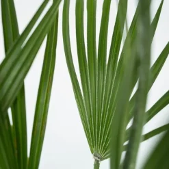 Dwergpalm - Set van 2 - Chamaerops humilis - Hoogte 50-60cm - ⌀15cm