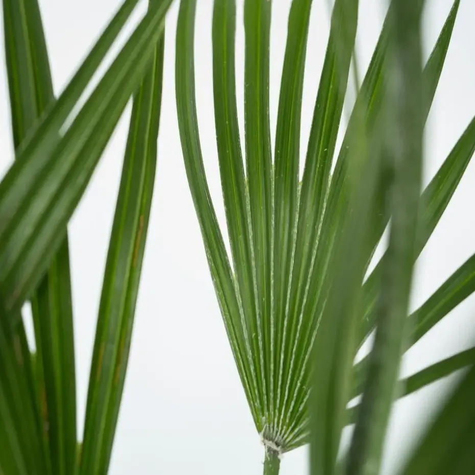 Dwergpalm - Set van 2 - Chamaerops humilis - Hoogte 50-60cm - ⌀15cm