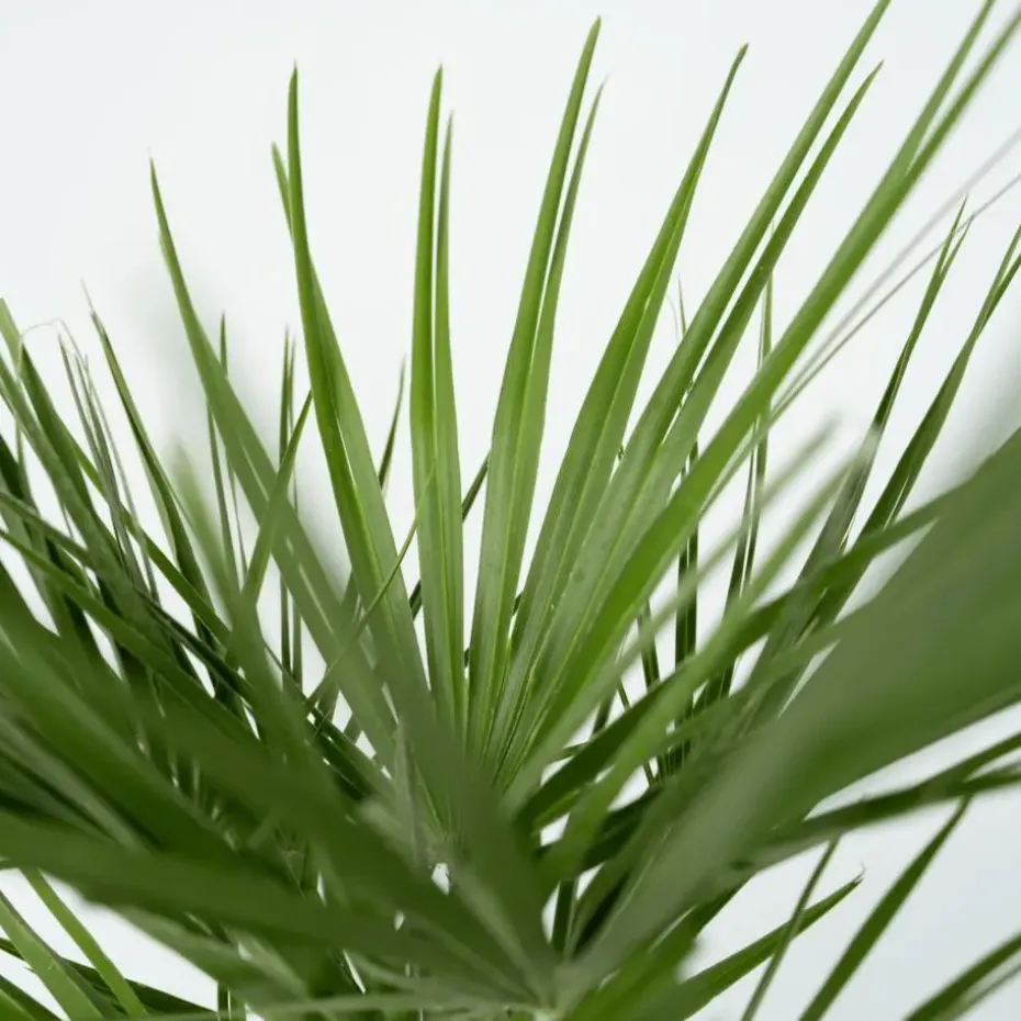 Dwergpalm - Set van 2 - Chamaerops humilis - Hoogte 70-80cm - ⌀21cm