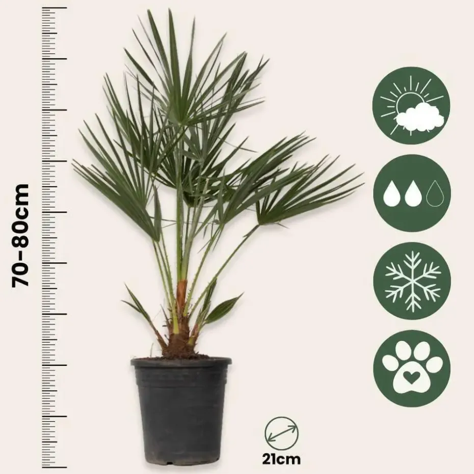 Dwergpalm - Set van 2 - Chamaerops humilis - Hoogte 70-80cm - ⌀21cm