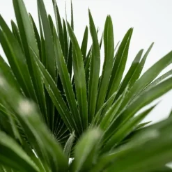 Dwergpalm - Set van 2 - Chamaerops 'Vulcano' - Hoogte 35-45cm - ⌀19cm