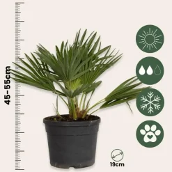 Dwergpalm - Set van 2 - Chamaerops 'Vulcano' - Hoogte 35-45cm - ⌀19cm