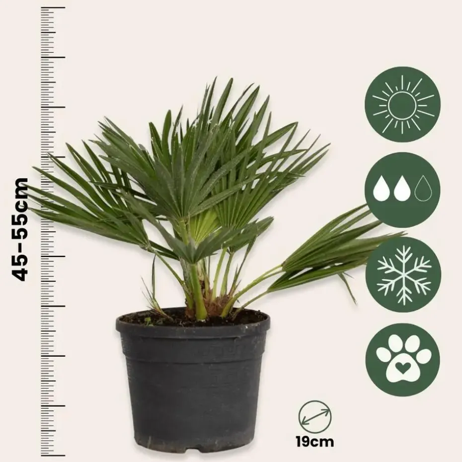 Dwergpalm - Set van 2 - Chamaerops 'Vulcano' - Hoogte 35-45cm - ⌀19cm