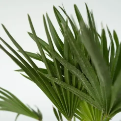 Dwergpalm - Set van 2 - Chamaerops 'Vulcano' - Hoogte 35-45cm - ⌀19cm