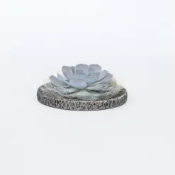 Echeveria - Echeveria lilacina - Hoogte 8cm