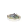 Echeveria - Echeveria lilacina - Hoogte 8cm