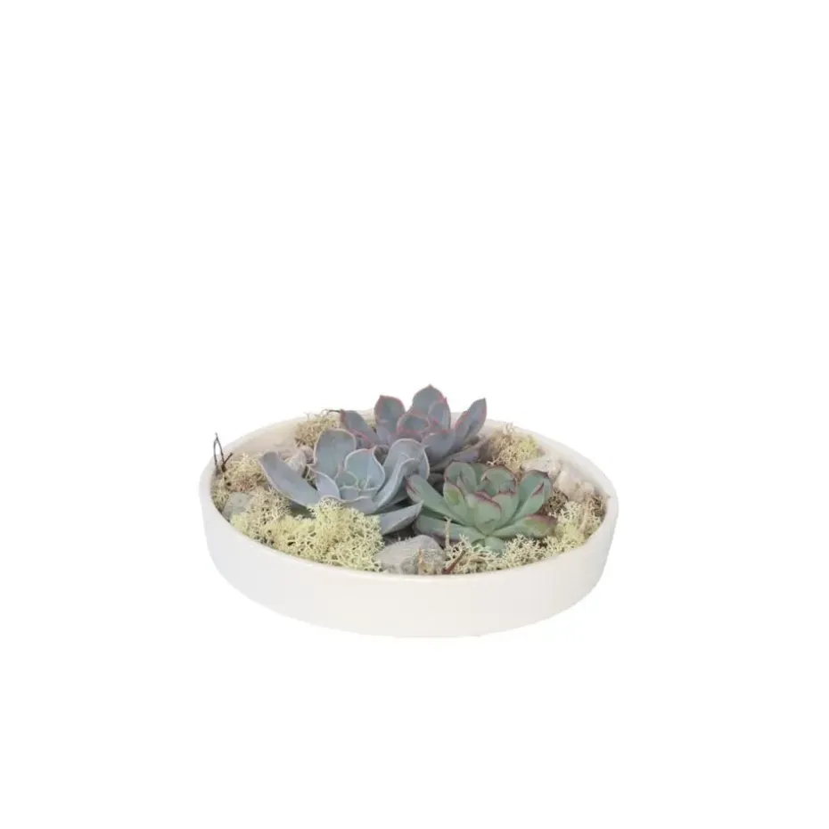 Echeveria - Echeveria lilacina - Hoogte 8cm