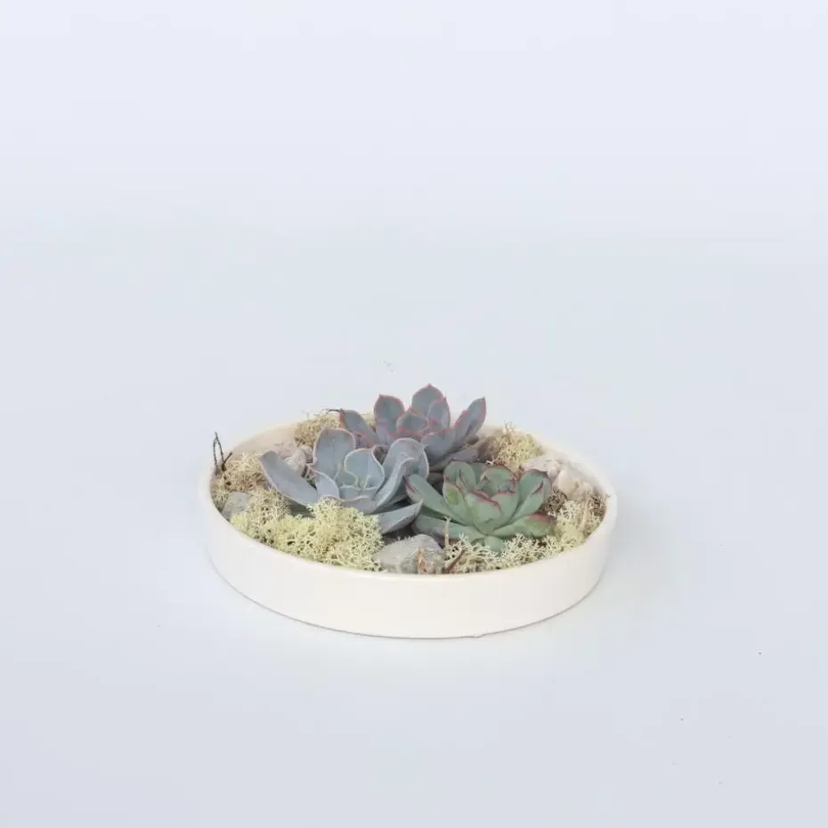 Echeveria - Echeveria lilacina - Hoogte 8cm