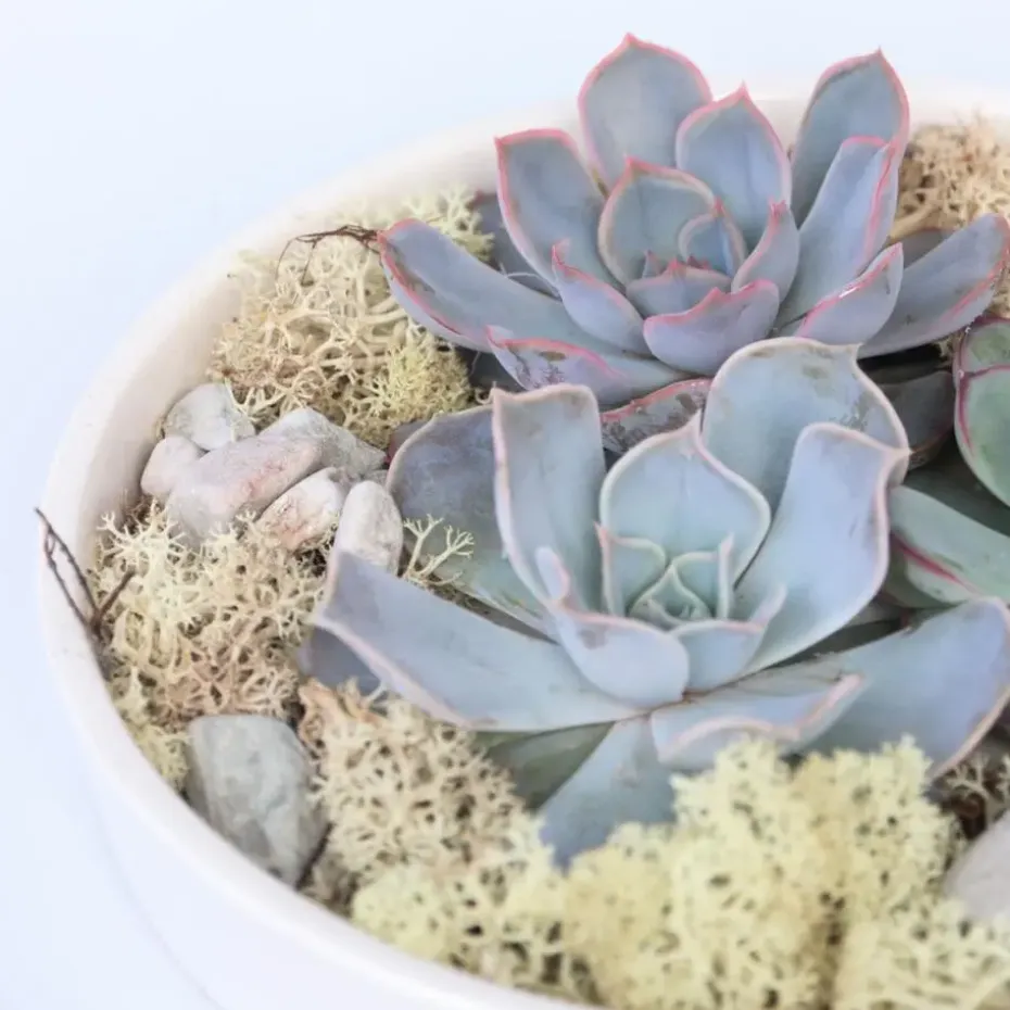 Echeveria - Echeveria lilacina - Hoogte 8cm