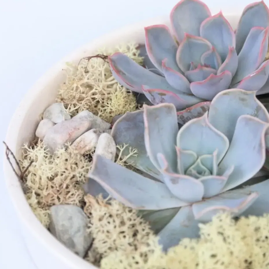 Echeveria - Echeveria lilacina - Hoogte 8cm
