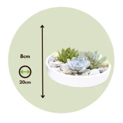 Echeveria - Echeveria lilacina - Hoogte 8cm