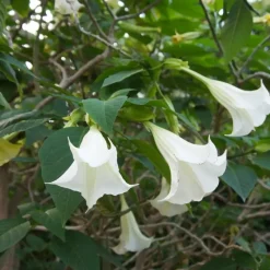 Engelentrompet - Set van 3 - Brugmansia - Hoogte 25-40cm - ⌀9cm