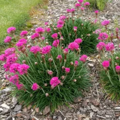 Engels gras - Set van 6 - Armeria maritima 'Deep Rose' - Hoogte 20-30cm - ⌀12cm