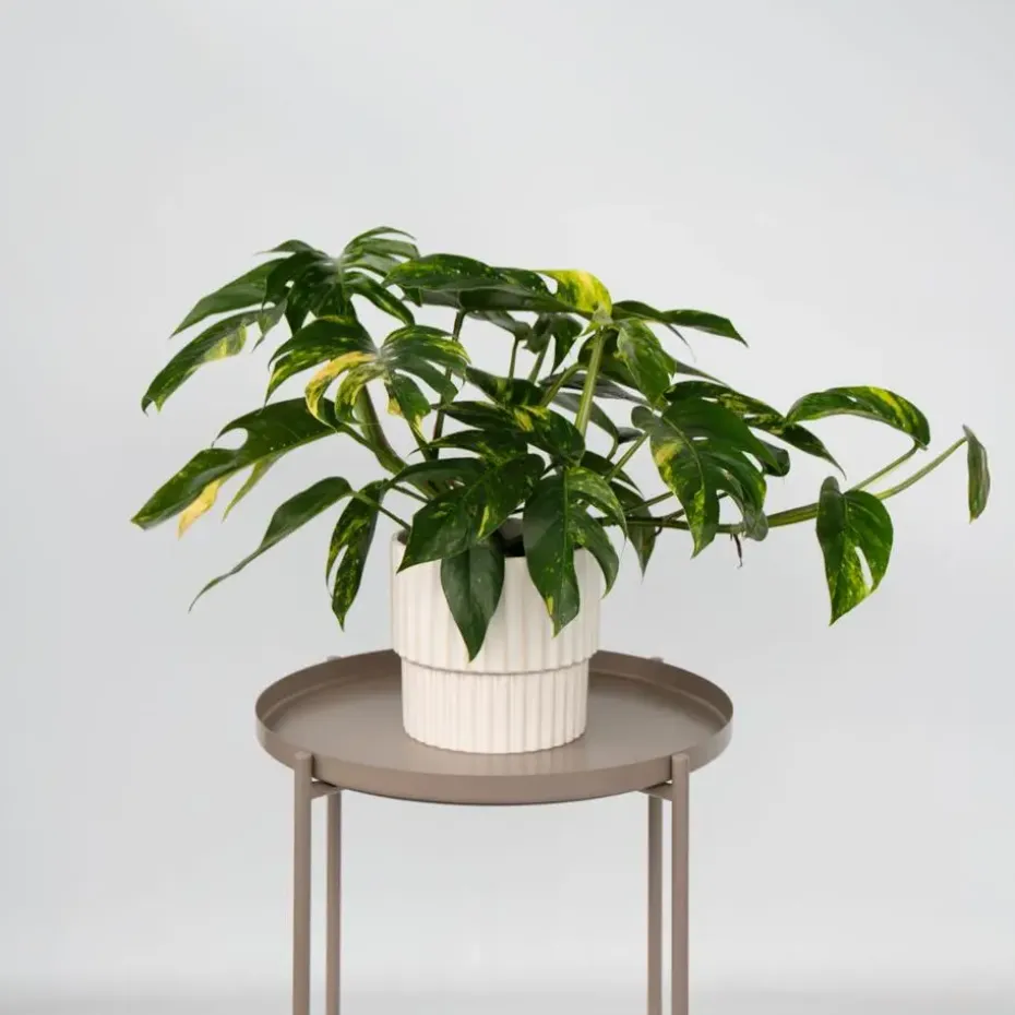 Epipremnum pinnatum 'Goldfinger' - Goudrank - Hoogte 25-35 cm - ø17cm