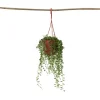 Erwtenplant - Senecio rowleyanus - Hoogte 10-20cm - ⌀12cm
