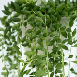 Erwtenplant - Senecio rowleyanus - Hoogte 10-20cm - ⌀12cm