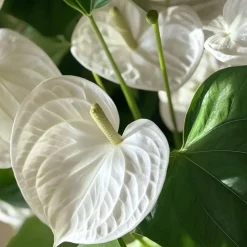Flamingoplant - Anthurium 'Alpine White' - Hoogte 40-55cm - ø14cm