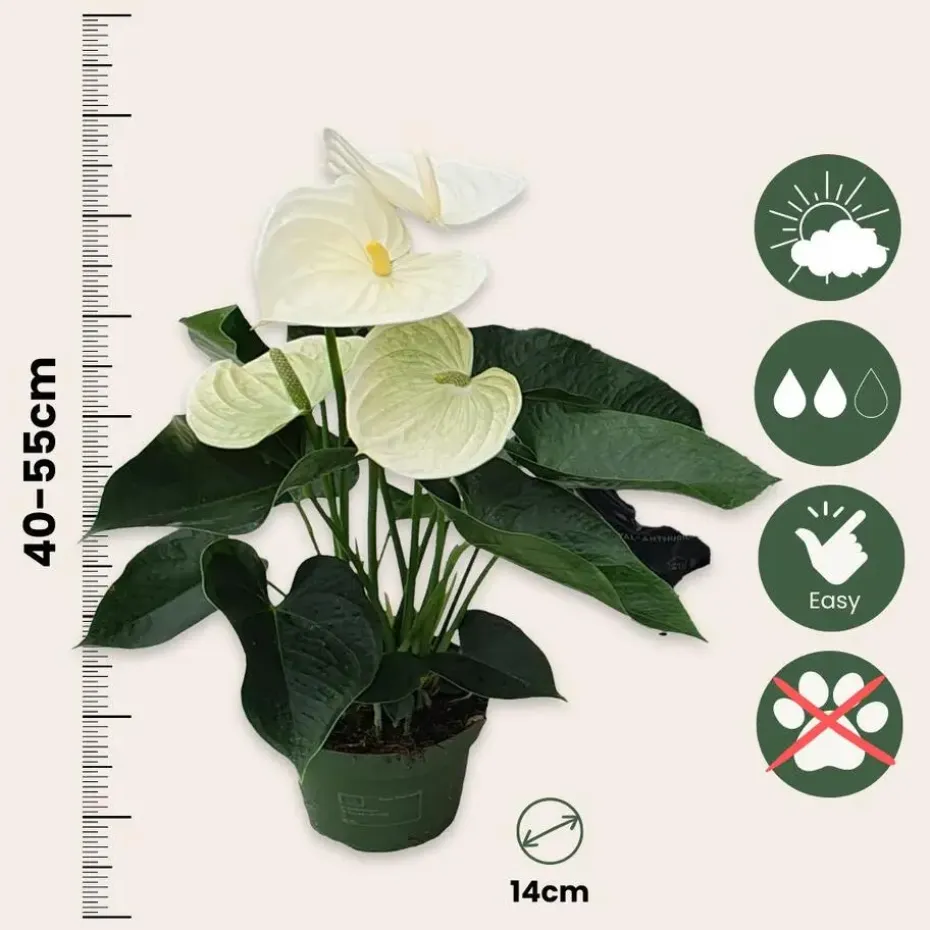 Flamingoplant - Anthurium 'Alpine White' - Hoogte 40-55cm - ø14cm