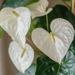 Flamingoplant - Anthurium 'Alpine White' - Hoogte 40-55cm - ø14cm