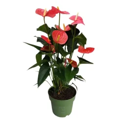 Flamingoplant - Anthurium 'Maine Pink' - Hoogte 55-70cm - ø17cm