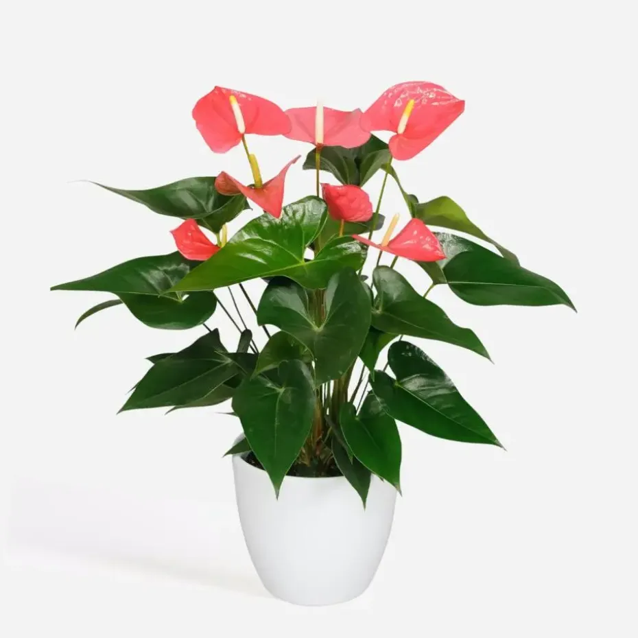 Flamingoplant - Anthurium 'Maine Pink' - Hoogte 55-70cm - ø17cm