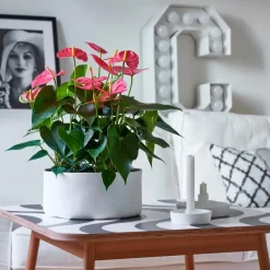 Flamingoplant - Anthurium 'Maine Pink' - Hoogte 55-70cm - ø17cm