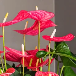 Flamingoplant - Anthurium 'Maine Pink' - Hoogte 55-70cm - ø17cm